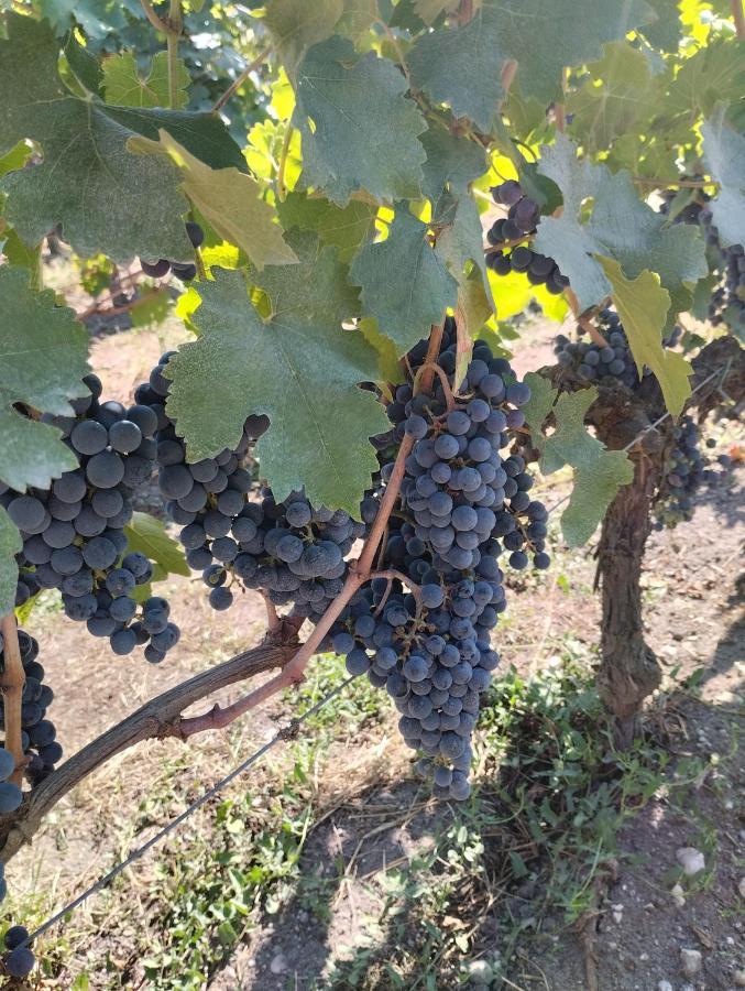 Bed and Breakfast L'Atelier Saint-Sulpice Entre Bordeaux Et St Emilion Екстер'єр фото